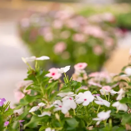 Роскошный шатер Stolos