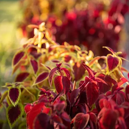 Stolos Роскошный шатер